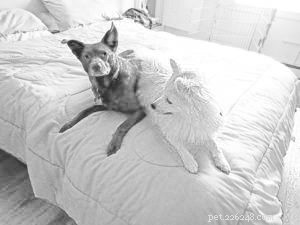 Essential Indoor Dog Behavior Guidelines for a Harmonious Home