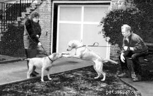 Safe Dog Introductions: A Step‑by‑Step Guide for Stress‑Free Playdates