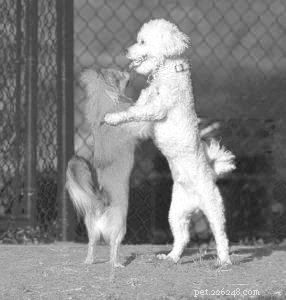 Safe Dog Introductions: A Step‑by‑Step Guide for Stress‑Free Playdates