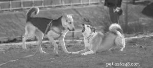 Safe Dog Introductions: A Step‑by‑Step Guide for Stress‑Free Playdates