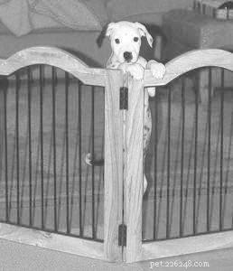 Why New Puppy Owners Feel Overwhelmed – Tips to Avoid Common Mistakes