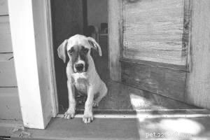 Why New Puppy Owners Feel Overwhelmed – Tips to Avoid Common Mistakes