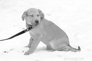 Why New Puppy Owners Feel Overwhelmed – Tips to Avoid Common Mistakes