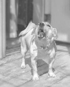 Why Ignoring Your Dog Can Backfire: A Science-Backed Approach