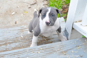 Fostering Rescue Puppies: A Safe, Loving Home for Young Dogs