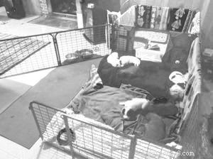 Fostering Rescue Puppies: A Safe, Loving Home for Young Dogs