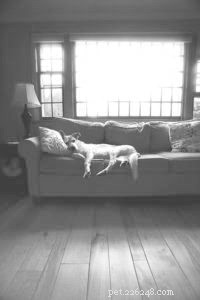 Easing Your Dog’s Separation Anxiety When You Return to Work: A Practical Guide