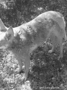 Understanding Why Dogs Roll in Smelly Substances and How to Manage It