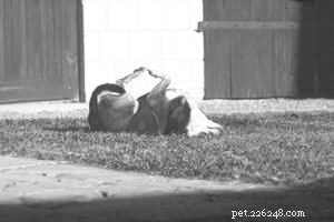 Understanding Why Dogs Roll in Smelly Substances and How to Manage It