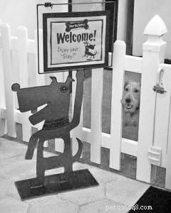 Bringing Dogs to Work: Boosting Morale, Reducing Stress, and Enhancing Productivity