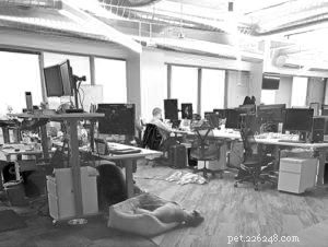 Bringing Dogs to Work: Boosting Morale, Reducing Stress, and Enhancing Productivity