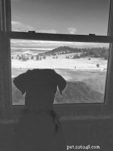 Transforming a Reactive Dog: Proven Strategies for Calm & Confident Behavior