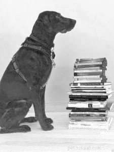 Transforming a Reactive Dog: Proven Strategies for Calm & Confident Behavior