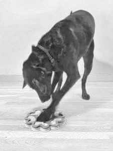 Transforming a Reactive Dog: Proven Strategies for Calm & Confident Behavior
