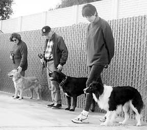 Natural Herbs That Boost Performance in Competitive Dogs