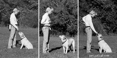 Mastering the  Sit  Command: Simple, Positive Training Techniques