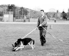 Natural Herbs That Boost Performance in Competitive Dogs