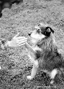 Master Clicker and Trick Training: Fun, Positive Ways to Teach Your Dog