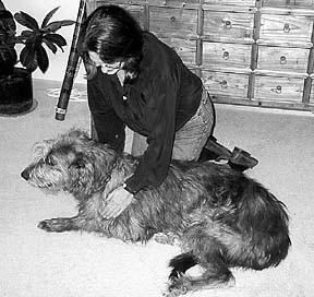 Effective Compression Massage Techniques to Strengthen Your Dog’s Muscles