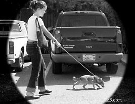 How to Teach Foster Dogs Proper Leash Walking: A Step-by-Step Guide