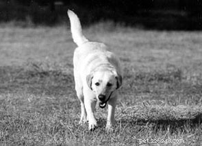 The Critical Role of a Reliable Recall in Dog Safety