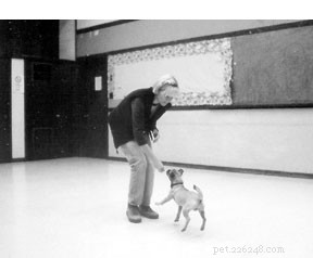 The Critical Role of a Reliable Recall in Dog Safety