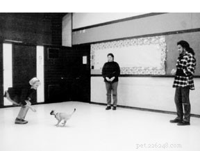 The Critical Role of a Reliable Recall in Dog Safety
