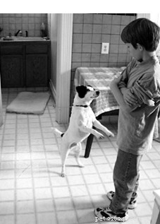 Effective Dog Training with Tethering: Safe and Proven Methods