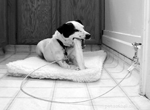 Effective Dog Training with Tethering: Safe and Proven Methods