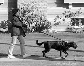 Why There Are No Miracle Leash Training Tools