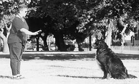 Professional Rally Obedience Training for Your Dog