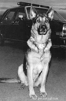 Positive Training for Reliable Dogs: Unlocking Success in Competitions, Protection, and Police Work