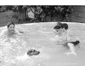 Swimming: The Ultimate Exercise for Dogs