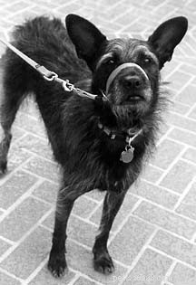 Mastering Leash Training with Head Halters: Safe, Effective Control