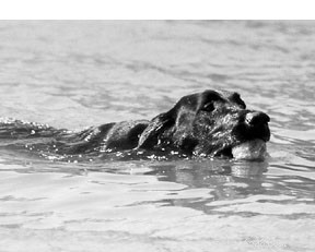 Swimming: The Ultimate Exercise for Dogs