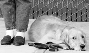 Elevate Your Dog Training: Beyond Basics to Advanced Techniques