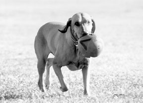 Master Fetch Training with Positive Reinforcement for a Stronger Bond & Happy Dog