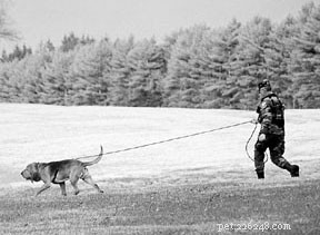 Master Nose Work: Positive Reinforcement Techniques for Dog Training
