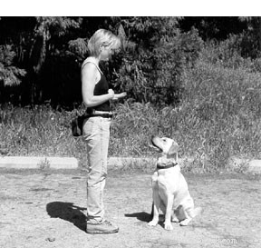 Master Dog Stay Commands: Advanced Cues for Long‑Lasting Sit‑Stay & Down‑Stay