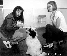 How to Choose the Ideal Dog Trainer for You and Your Dog