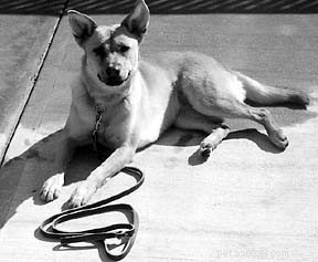 Proven Dog Training Methods for Reliable Obedience