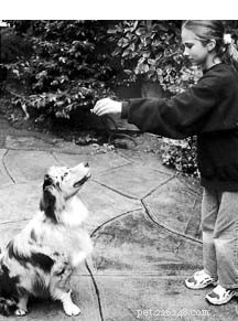 Proven Dog Training Methods for Reliable Obedience