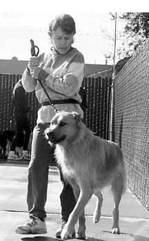 Proven Dog Training Methods for Reliable Obedience