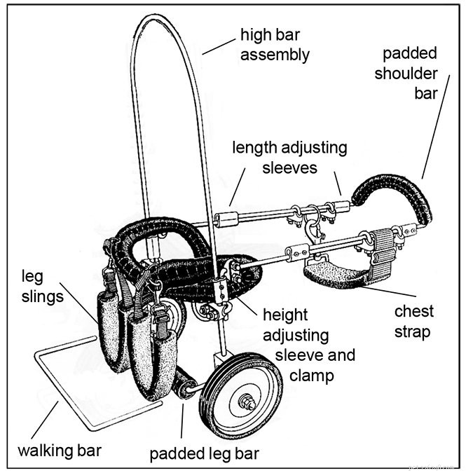 Comprehensive Care Guide for Paraplegic Dogs