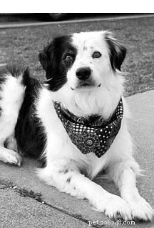Effective Dog Training Without Shock Collars