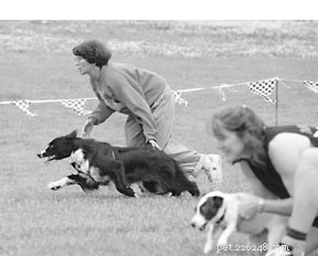 Flyball Racing: High‑Energy Dog Team Sport Explained