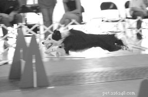 Flyball Racing: High‑Energy Dog Team Sport Explained