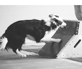 Flyball Racing: High‑Energy Dog Team Sport Explained