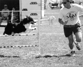 Canine Agility Training: Boost Performance, Strengthen Bonds