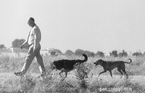 Mastering Off-Leash Training: Build Reliable, Trustworthy Dog Behavior